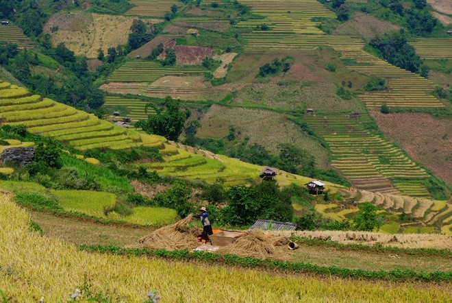 Terraced paddy fields in Chieng An - ảnh 6